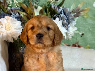 Mini Goldendoodle dogs mini girl only goldendoodle dna clear puppies - Advert 5