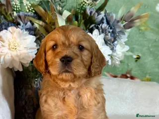 Mini Goldendoodle dogs mini girl only goldendoodle dna clear puppies - Advert 11