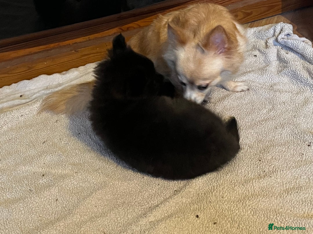 Pomchi dogs for sale: 1 Male Pomchi puppy - Advert 6