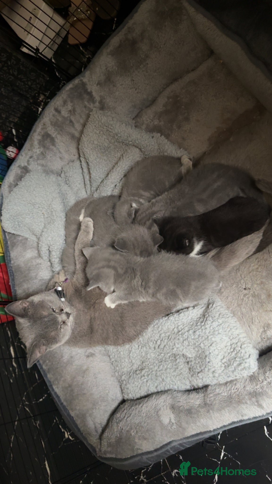 Mixed Breed cats British shorthair cross ragdoll kittens  - Advert 1