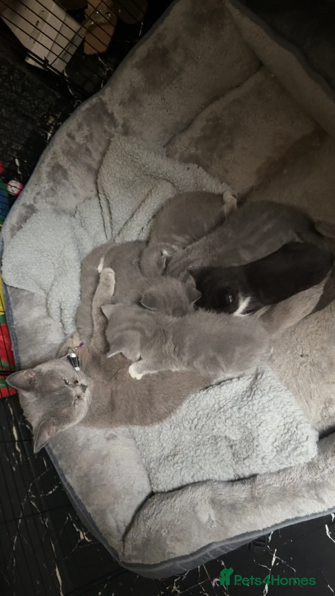 Mixed Breed cats for sale: British shorthair cross ragdoll kittens  - Advert 1