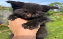Mixed Breed cats for sale: Moggy kittens (half Mainecoon) - Image 6