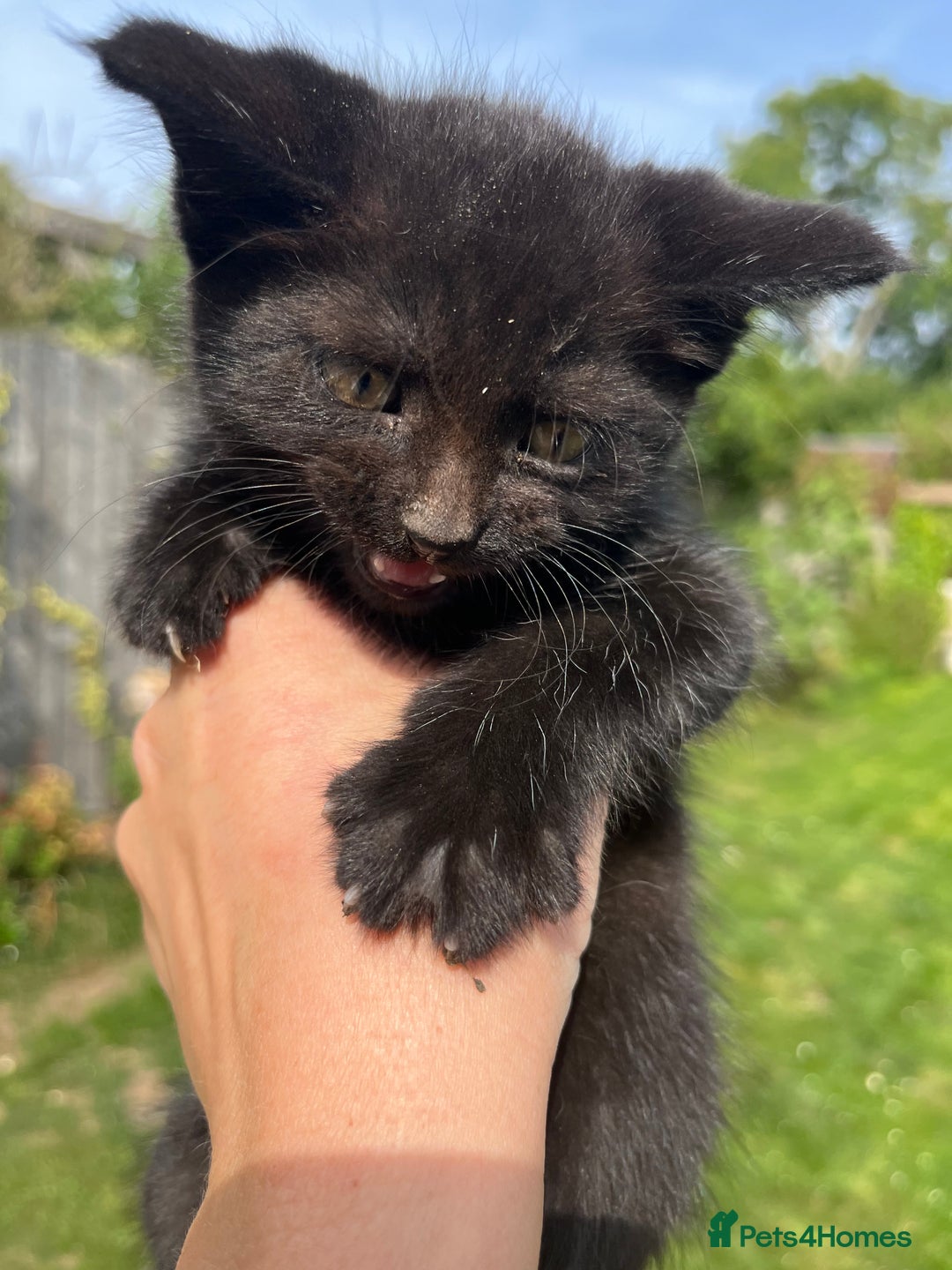 Mixed Breed cats for sale: Moggy kittens (half Mainecoon) - Image 6