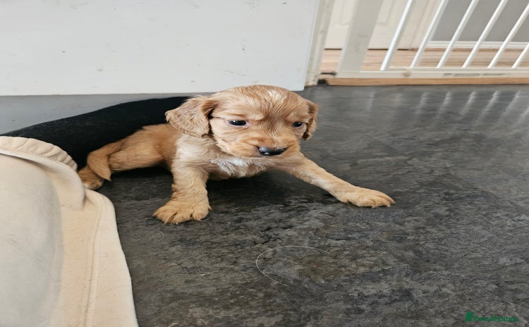 Cocker Spaniel dogs - Advert 5