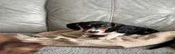 Dachshund dogs for sale: MINIATURE DACHSHUND GIRLS REDUCED READY TO GO - Advert 6