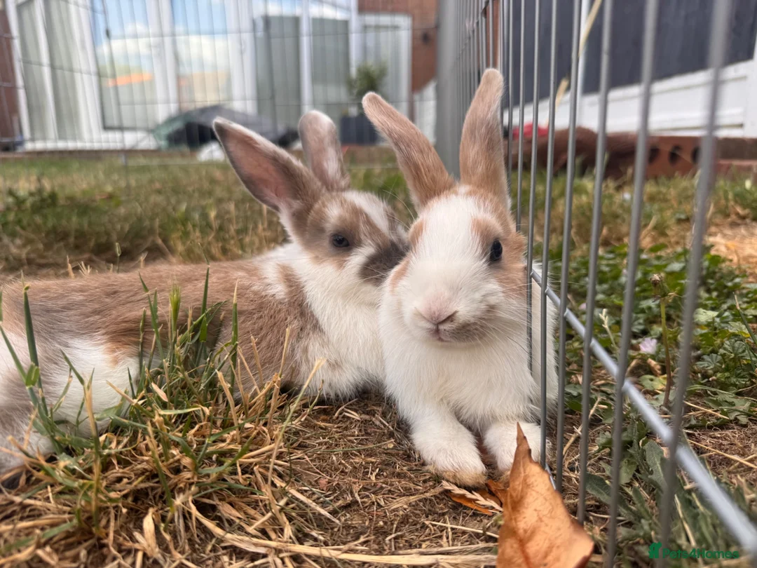 Mixed Breed rabbits for sale: Male bunnies  in Southend-on-Sea - Advert 2