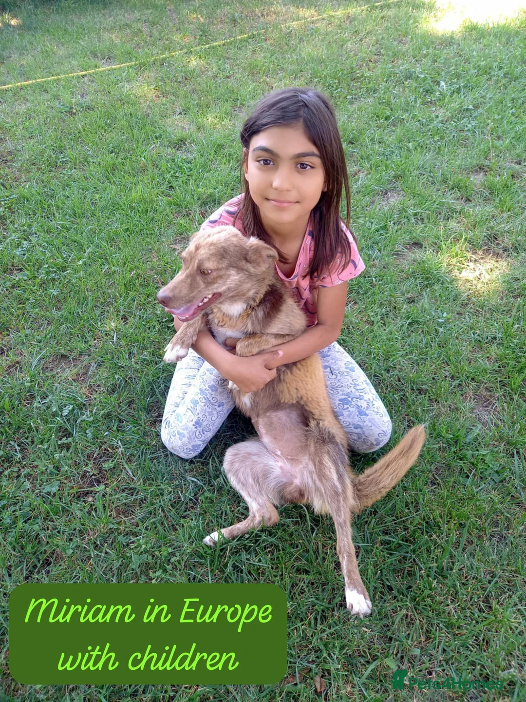 Mixed Breed dogs for adoption: Miriam, 14 months approx. Available for adoption.. - Advert 16