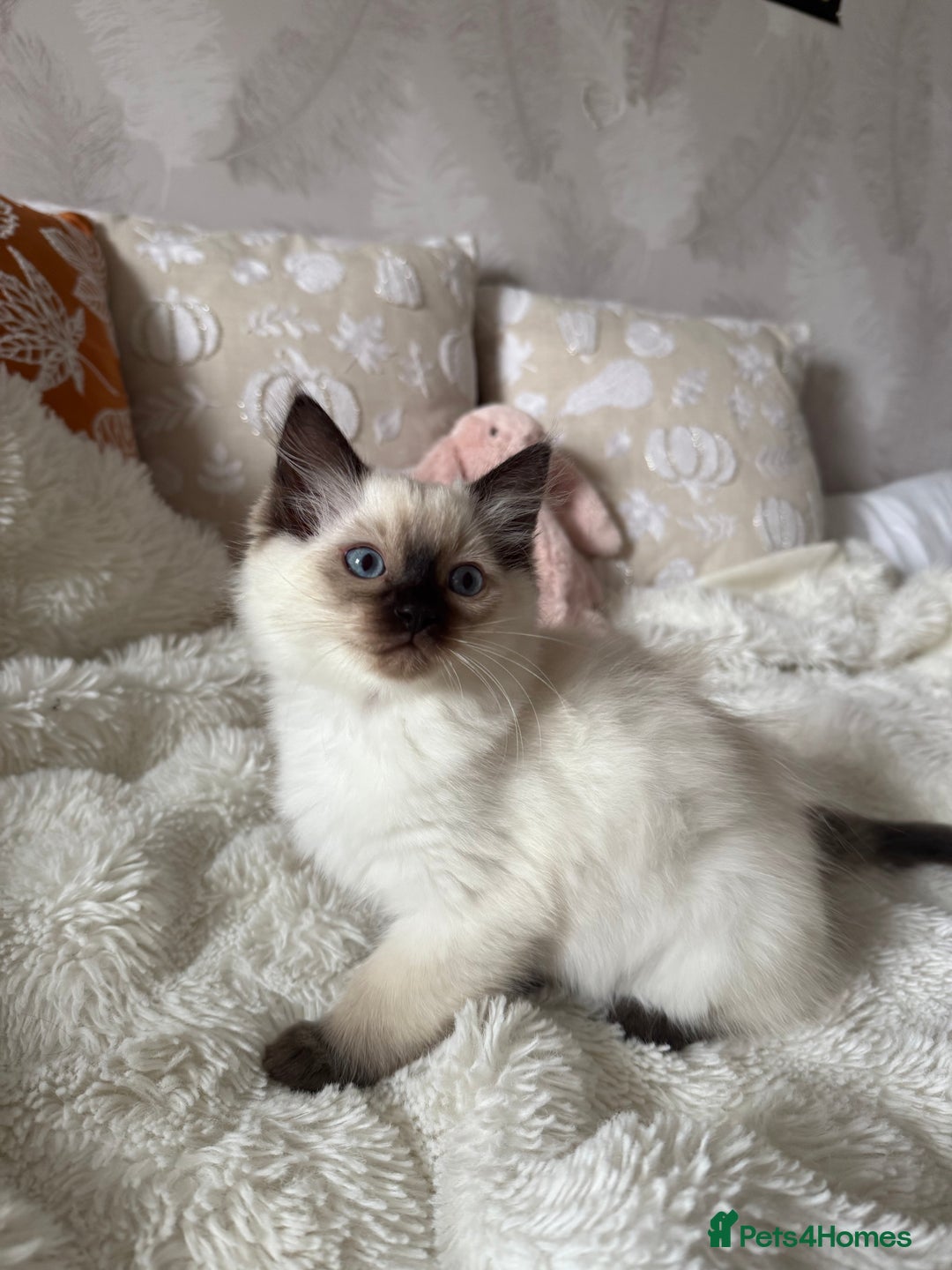 Ragdoll cats for sale: GCCF registered Ragdoll kittens - Image 8