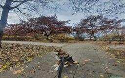 Saarloos Wolfdog dogs for sale: WEST SIBERIAN LAIKA TRAINED IMPORTED VIDEO - Image 2