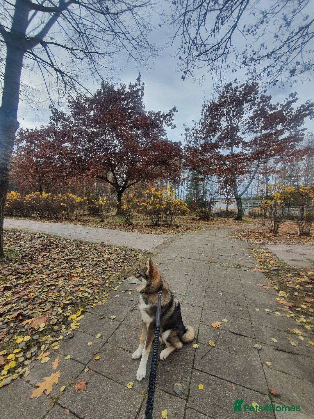 Saarloos Wolfdog dogs for sale: WEST SIBERIAN LAIKA TRAINED IMPORTED VIDEO - Image 2