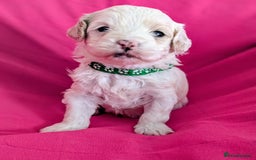 Maltipoo dogs for sale: Beautiful Toy Maltipoo Puppies - Advert 11