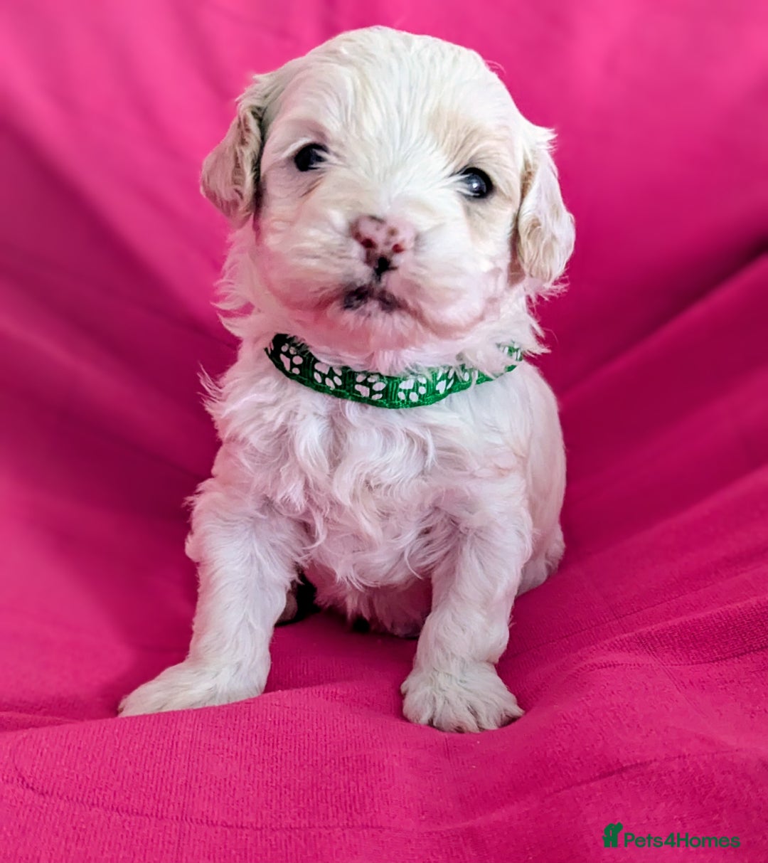 Maltipoo dogs for sale: Beautiful Toy Maltipoo Puppies - Advert 11