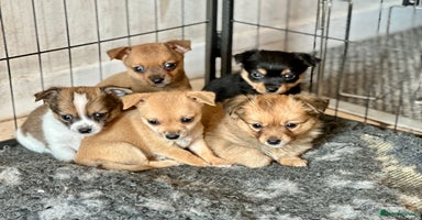 Chihuahua dogs - Advert 8