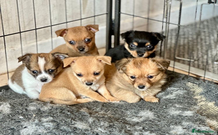 Chihuahua dogs - Advert 1