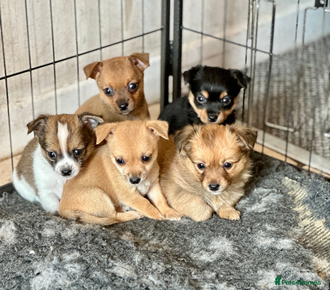 Chihuahua dogs for sale: Chihuahua X puppies  - Image 1