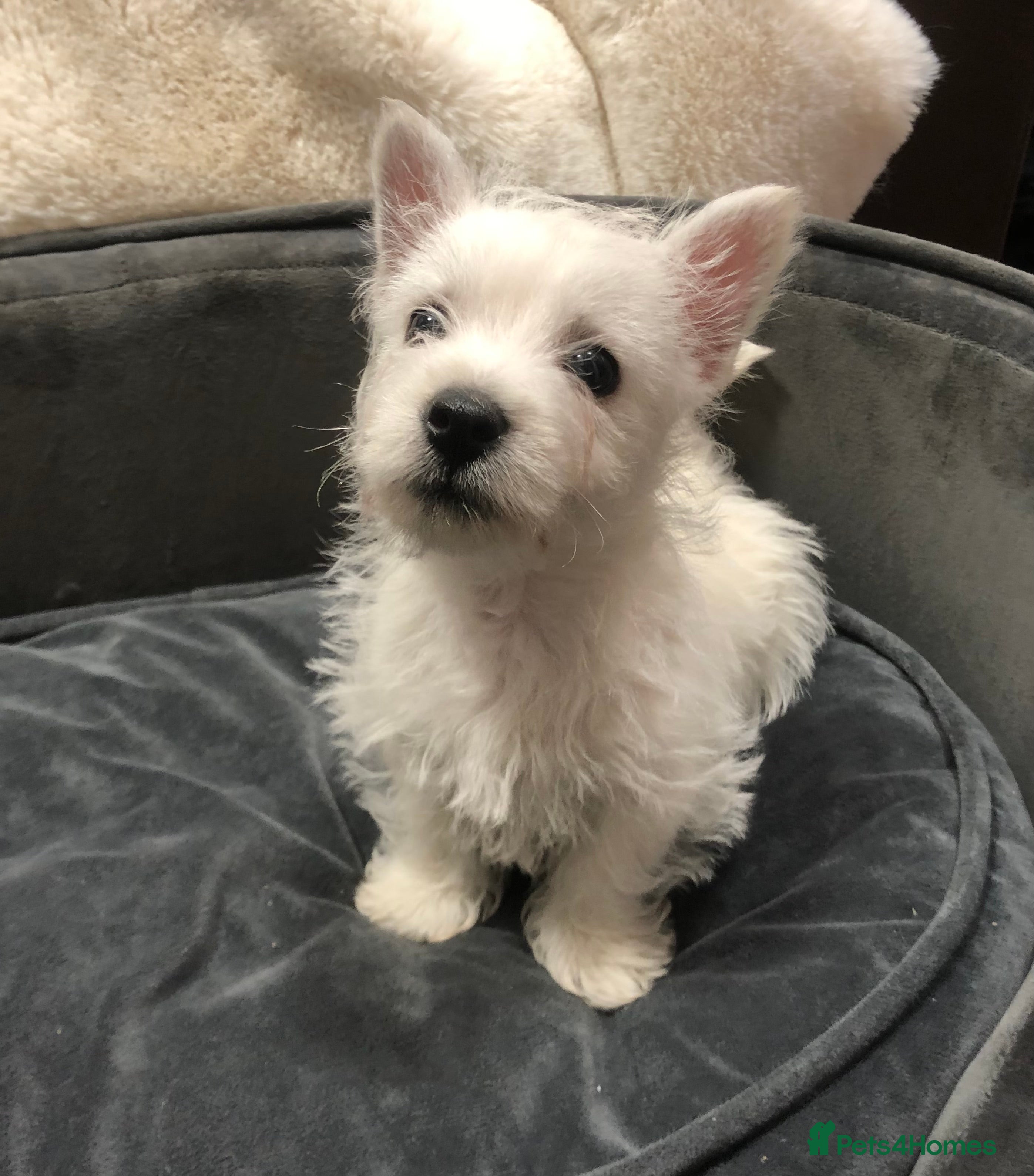 West Highland Terrier dogs Stunning westie boy ready now - Advert 3
