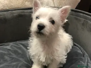 West Highland Terrier dogs Stunning westie boy ready now - Advert 3