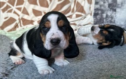 Basset Hound dogs for sale: Basset Hound Puppies - Image 12