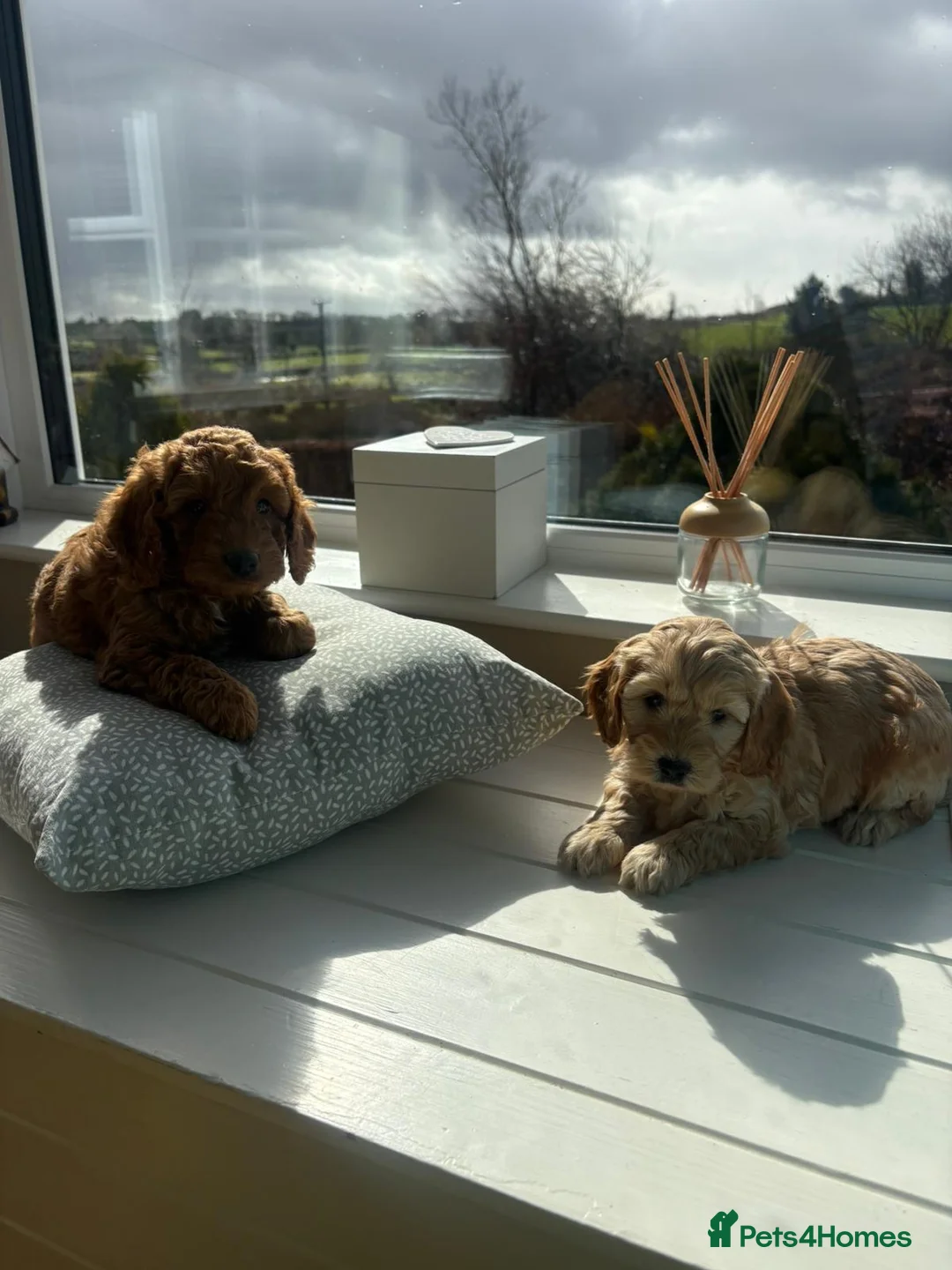 Cockapoo dogs for sale: Cockapoo  - Advert 2