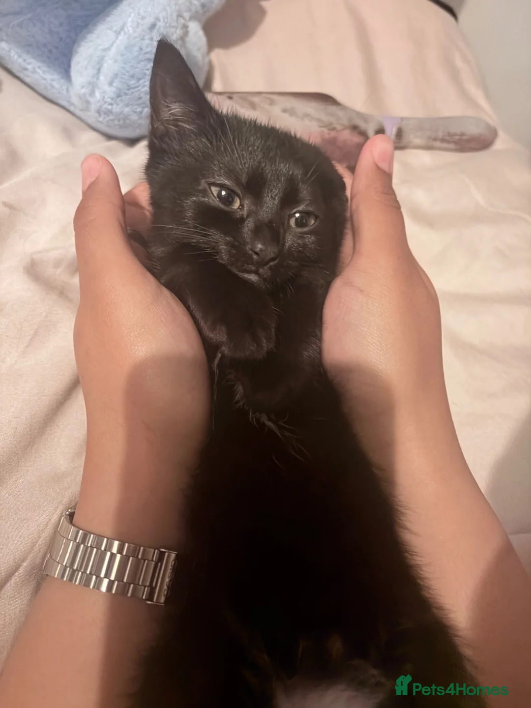 Mixed Breed cats for sale: kitten  in Wolverhampton - Advert 2