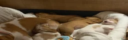Bocker dogs for sale: Bocker puppies for sale - Advert 2