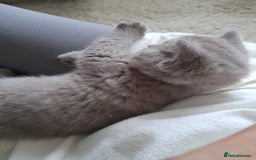 British Shorthair cats for sale: Britishshort hair kitten ready now - Image 2