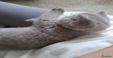 British Shorthair cats - Advert 3