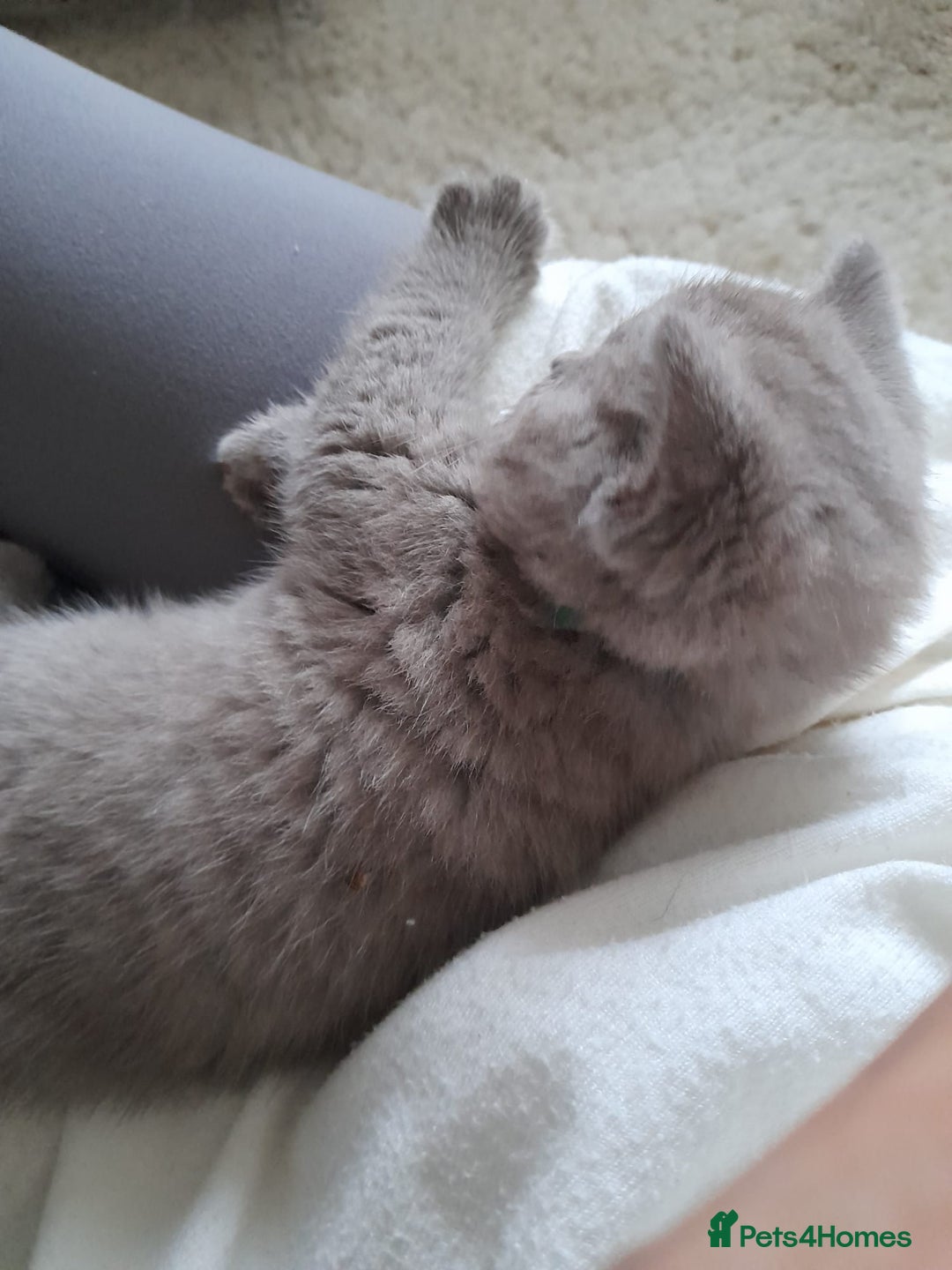 British Shorthair cats for sale: Britishshort hair kitten ready now - Image 2