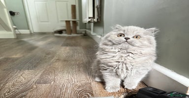 British Shorthair cats - Advert 2