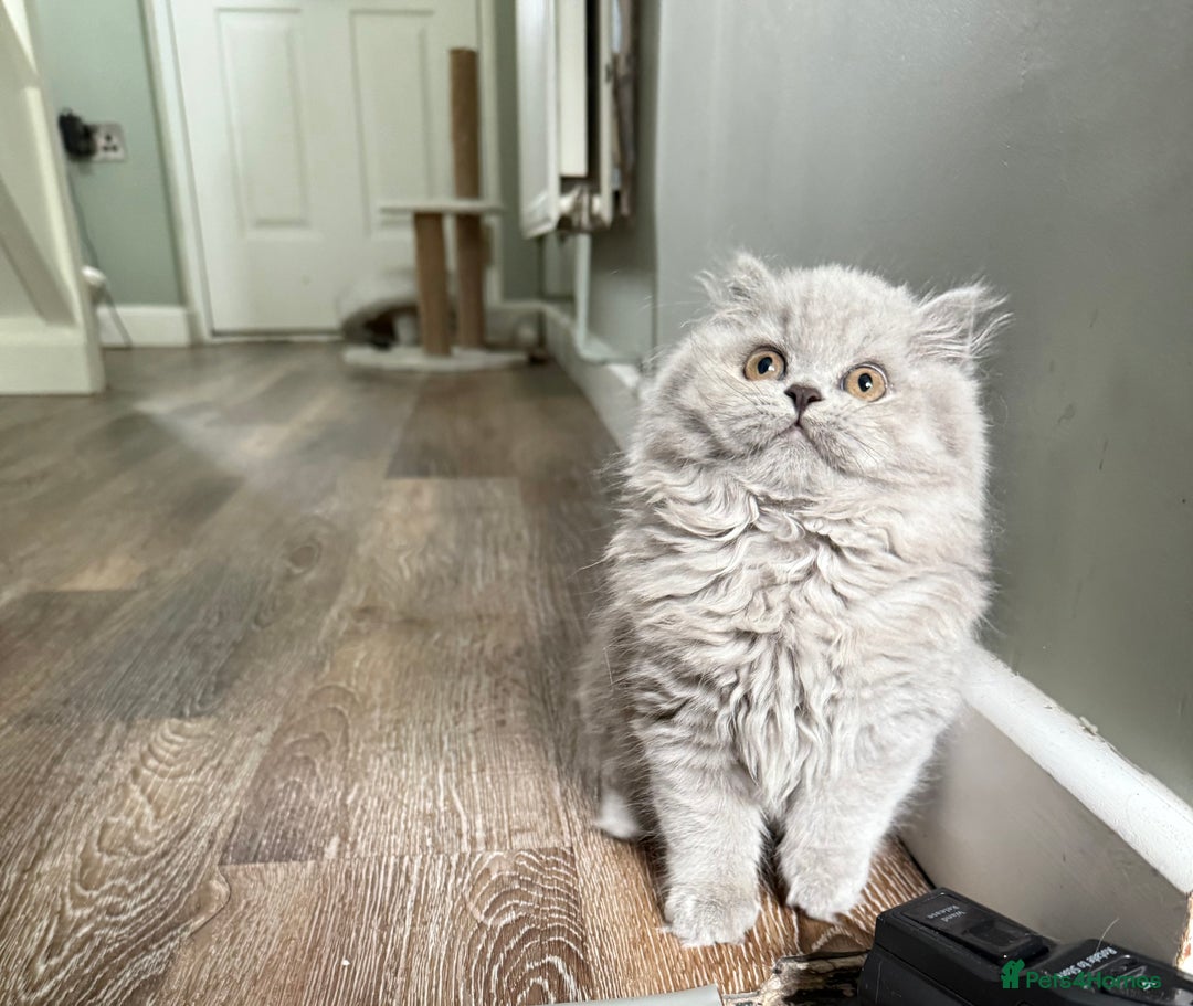 British Shorthair cats for sale: RESERVED! Last British Longhair girl  - Image 2