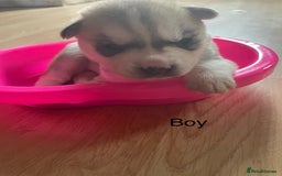 Mixed Breed dogs for sale: Husky puppies for sale - Image 8