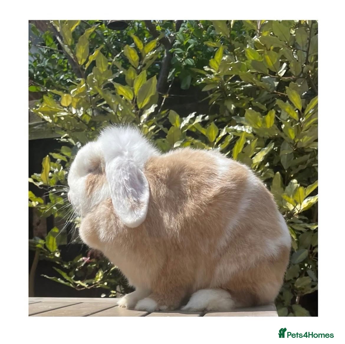 Mini Lop rabbits Beautiful mini lops - Advert 2