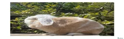 Mini Lop rabbits for sale: Beautiful mini lops - Advert 2