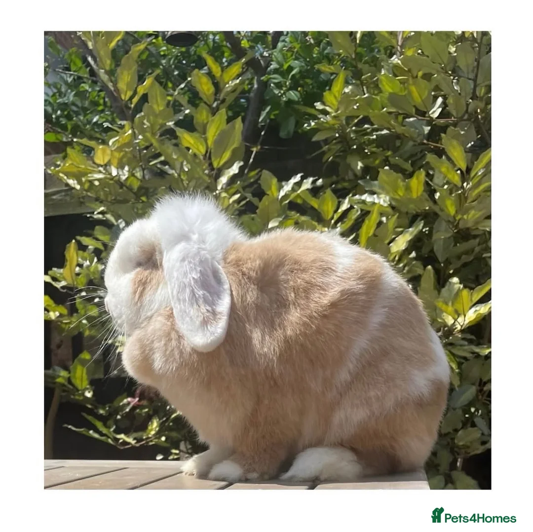 Mini Lop rabbits for sale: Beautiful mini lops - Advert 2
