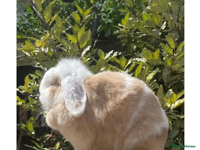Mini Lop rabbits Beautiful mini lops - Advert 2