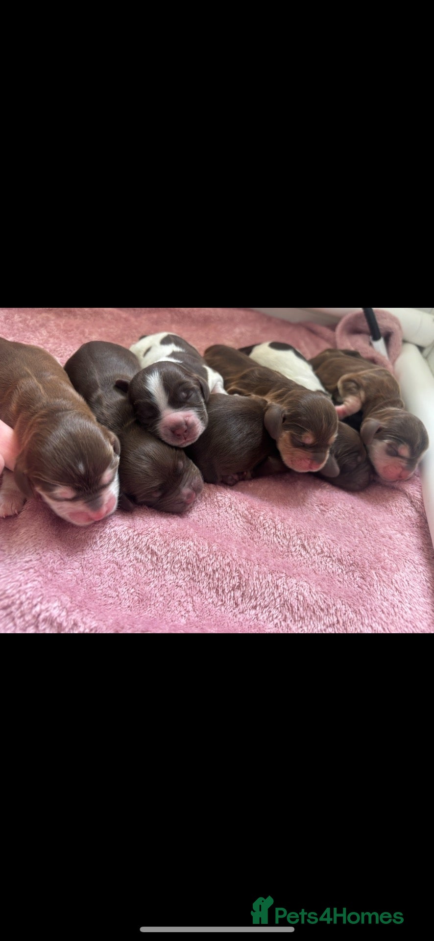 Cocker Spaniel dogs 🤎 KC show cocker spaniels 🤎 - Advert 1