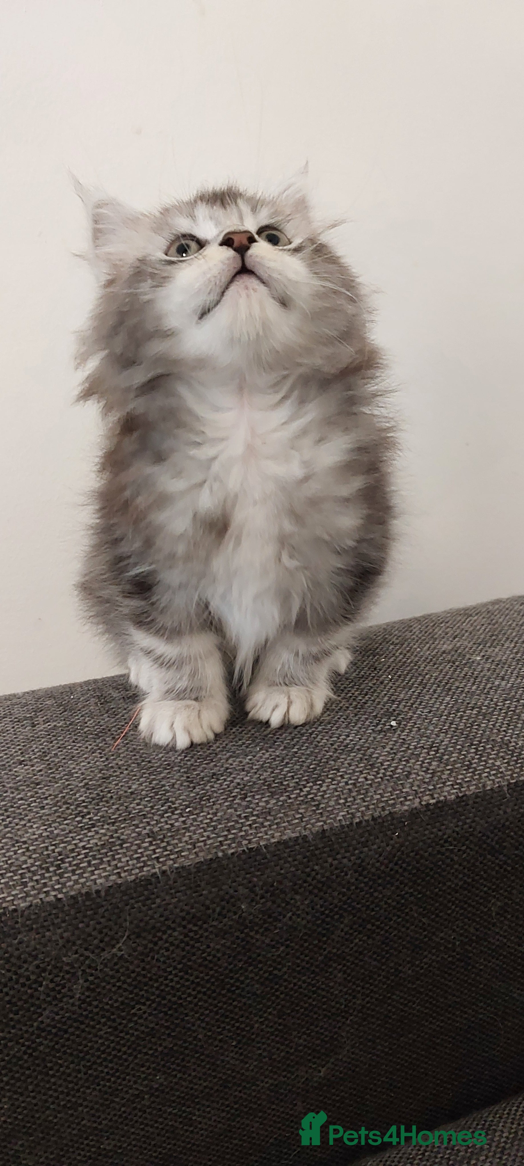 Maine Coon cats 🐈🐈🐈7 Amazing Maine coons🐈🐈🐈 - Advert 3