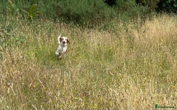 Sprocker dogs for sale: Lemon Roan Female Sprocker Spaniel 3 years old  - Image 4