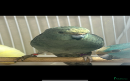 Parakeets birds for sale: Kakarikis for sale - Image 4