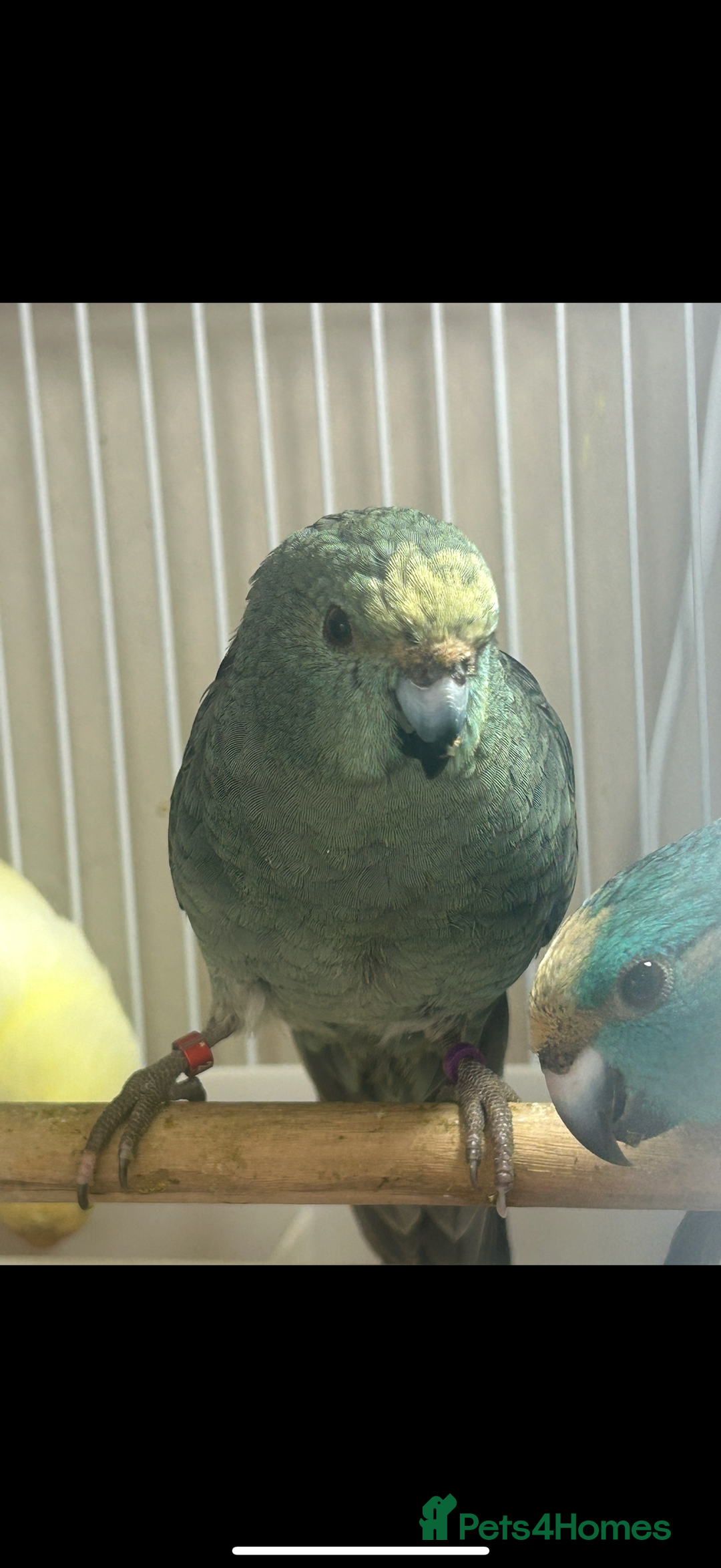 Parakeets birds for sale: Kakarikis for sale - Image 4