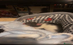 Rat rodents for sale: 2 male dumbo rats need rehoming!! - Image 11