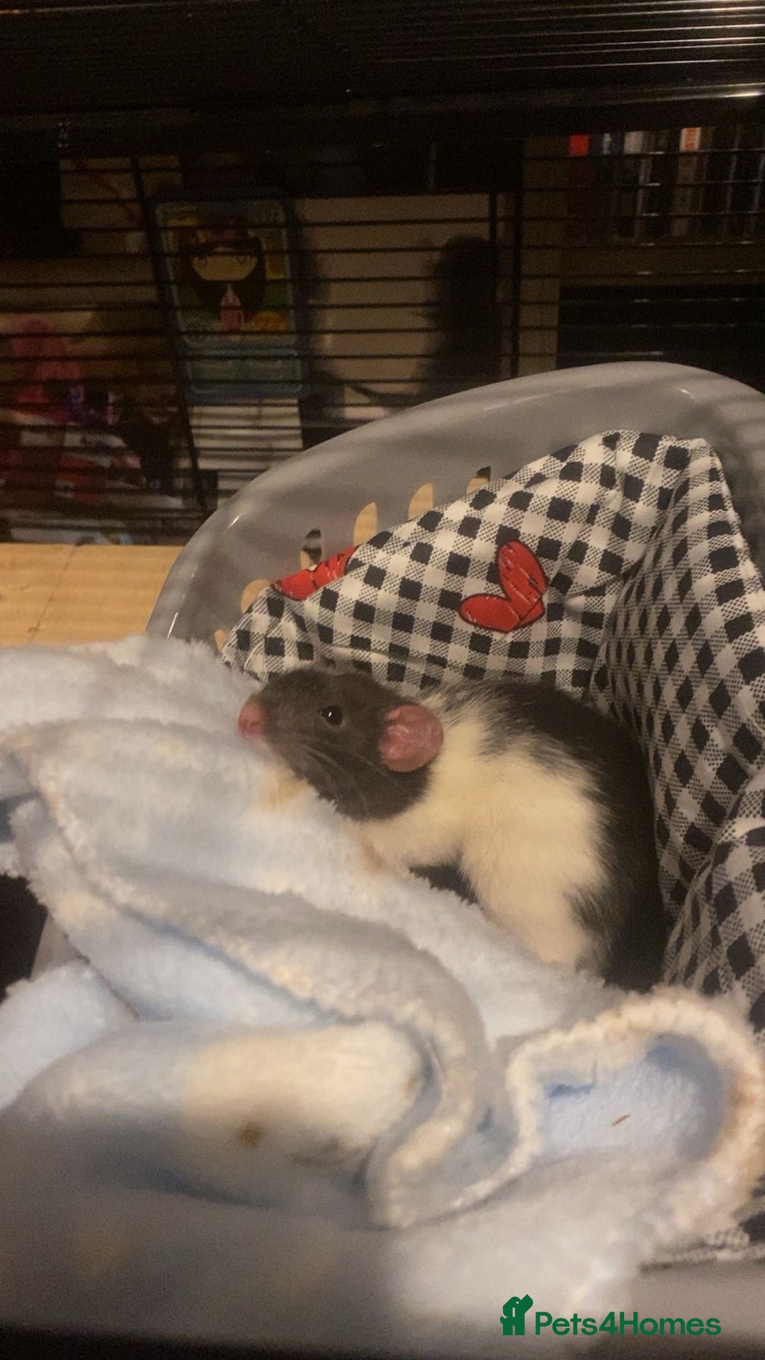 Rat rodents for sale: 2 male dumbo rats need rehoming!! - Image 11