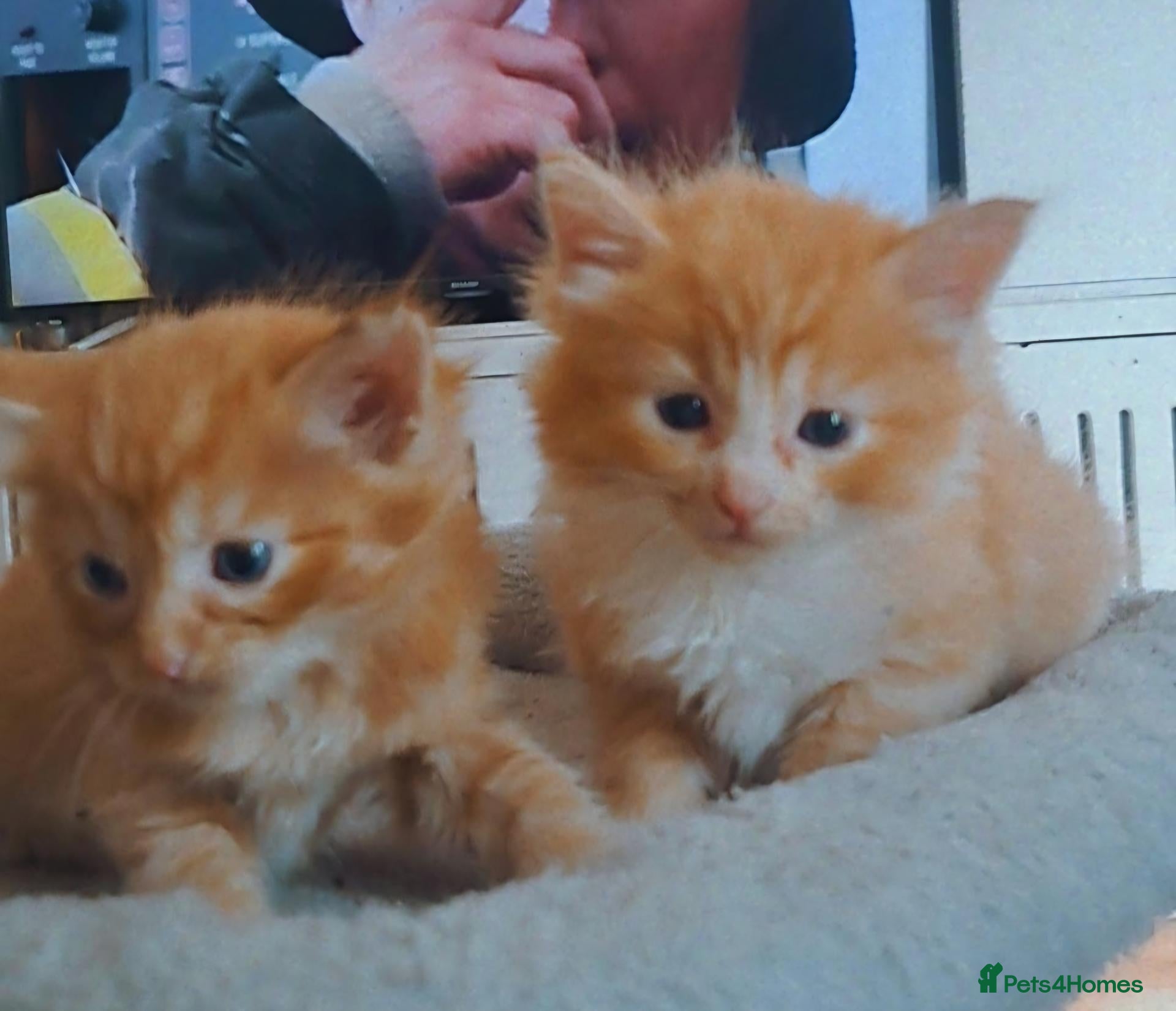 Ragdoll cats Ragdoll cross Turkish Angora  - Advert 1