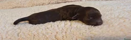 Australian Labradoodle dogs for sale: Australian Labradoodle – Black, Chocolate & Parti - Advert 35