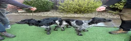 Brittany Spaniel dogs for sale: Working Brittany Spaniels - Advert 11