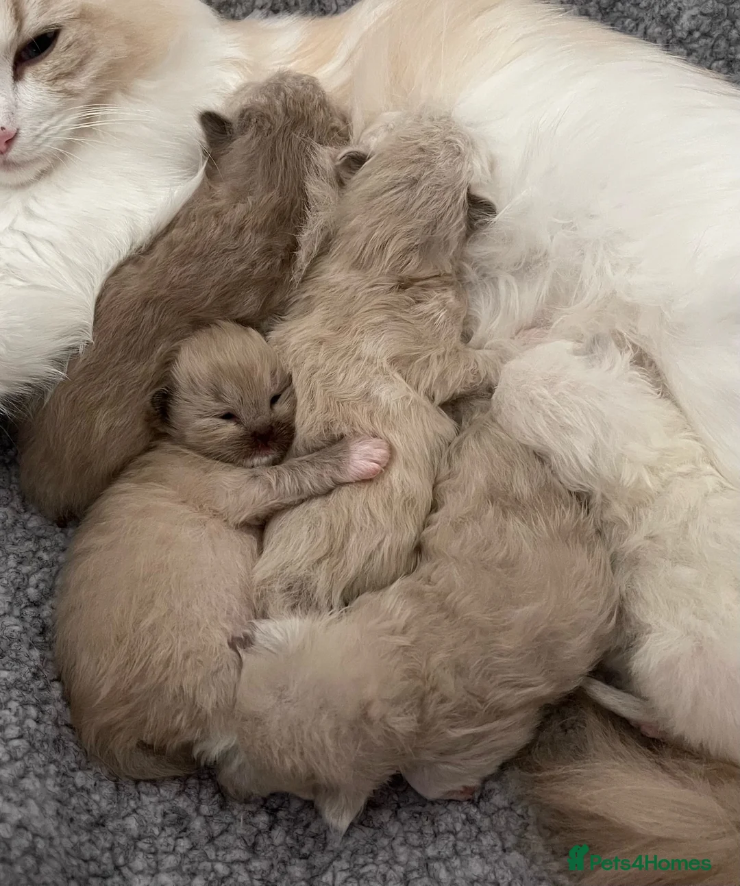 Ragdoll cats for sale: Registered Cheribum Kittens in Glasgow - Advert 1