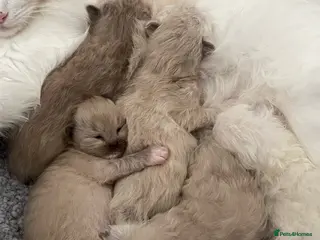 Ragdoll cats Registered Cheribum Kittens - Advert 2