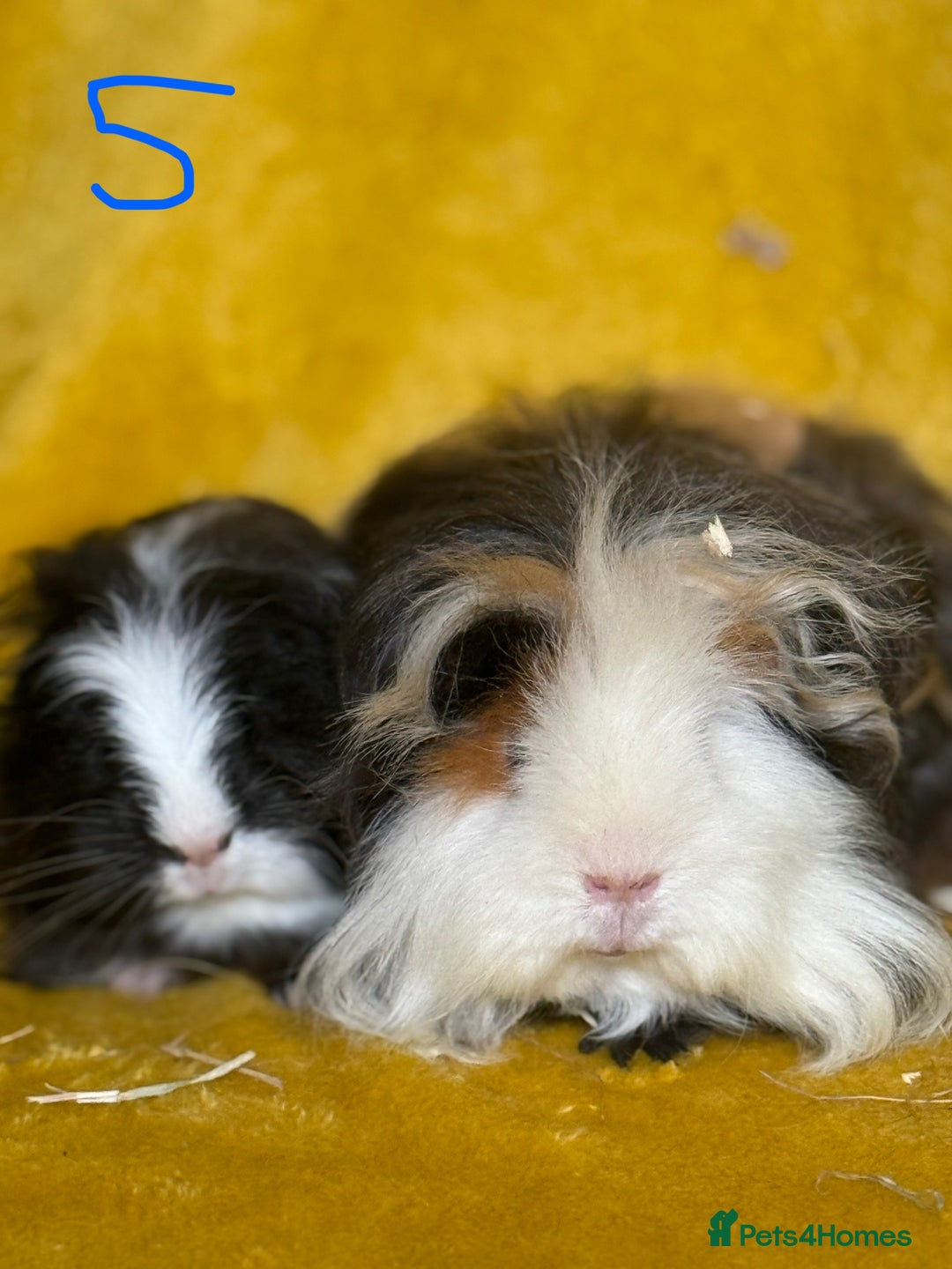 Guinea Pig rodents for sale: Pairs and a group - Image 5