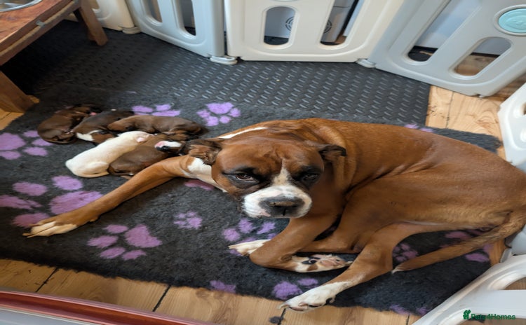 Boxer dogs - Advert 10