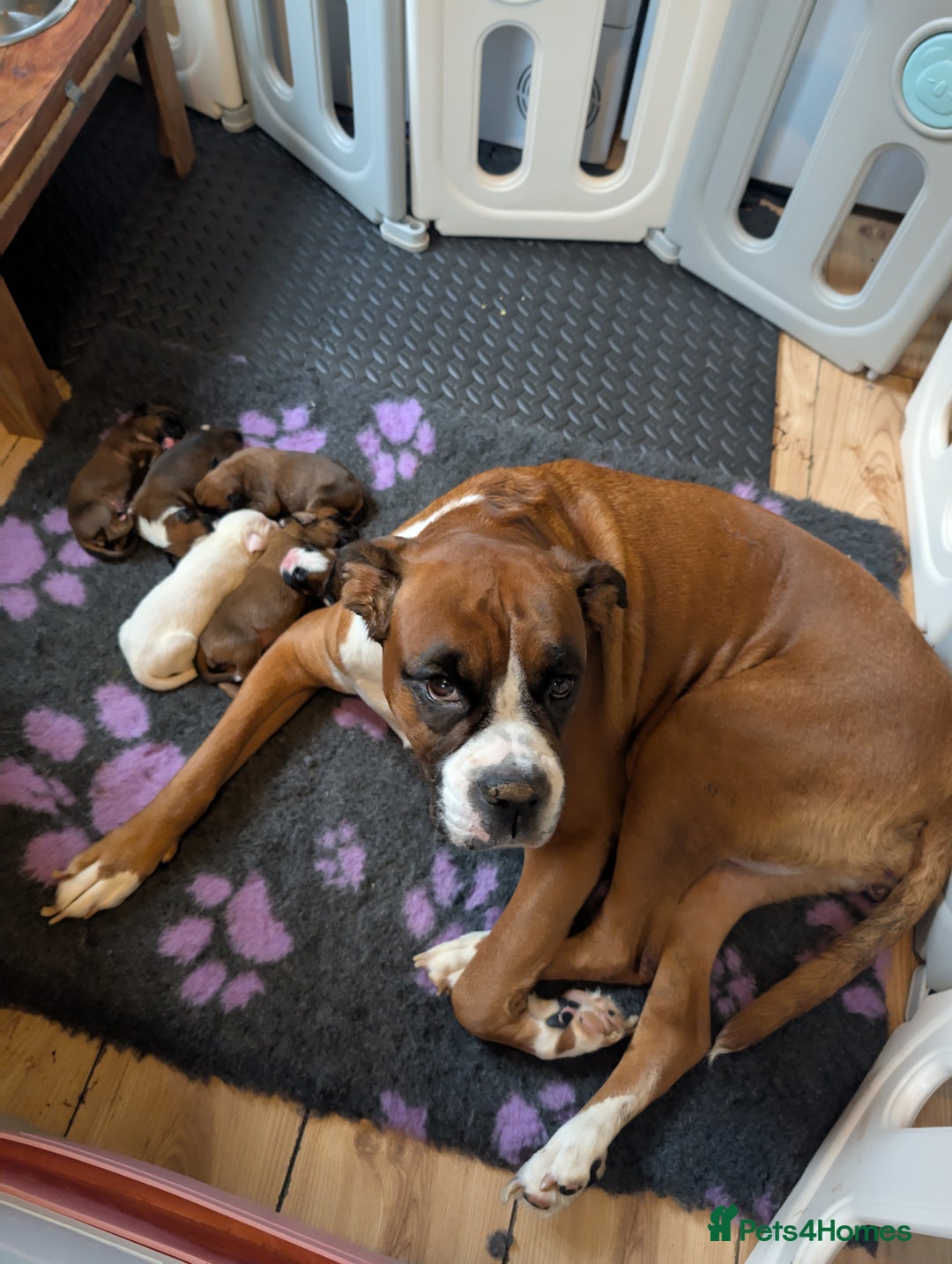 Boxer dogs for sale: 6 Beautiful boxer puppies for sale  - Image 1